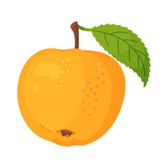 Yellow ripe apple with leaf, fresh garden fruit. Hand drawn food clipart. Whole fruit with green leaf, Flat style isolated on transparent background. Vector illustration