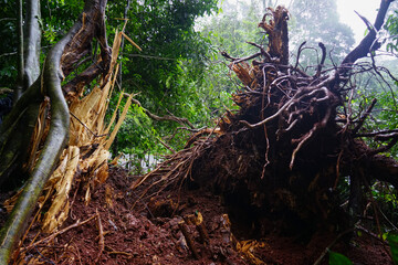 Heavy rain and strong winds caused large trees to fall and block traffic.