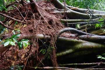 Heavy rain and strong winds caused large trees to fall and block traffic.