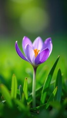 a delicate purple flower blooming in a bed of lush green grass, springtime blooms, plant life