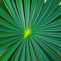 Obraz premium A single palm leaf with a slight curl or bend,, natural