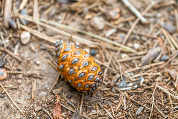 cone on the ground