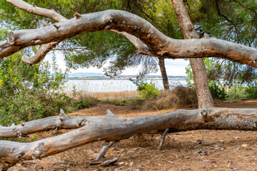 dead tree in the forest