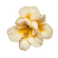 Fototapeta premium Hyper-Realistic Photo of Pale Yellow Freesia Bloom Isolated on transparent Background