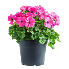 A Vibrant Potted Geranium Plant with Pink Flowers Isolated on Transparent Background