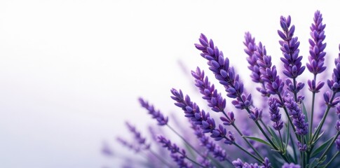 Naklejka premium Abundant lavender sprigs, showcasing intricate details on stark white , pastel, herb