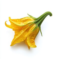 Fototapeta premium Close Up of Vibrant Yellow Squash Blossom on White Background