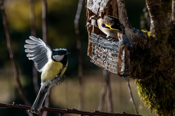  Una cinciallegra (Parus major) si avvicina alla mangiatoia con le ali spiegate, mentre un cardellino (Carduelis carduelis) all'interno la avverte di non avvicinarsi ulteriormente.