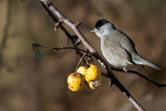 Una capinera (Sylvia atricapilla) appollaiata su un ramo si guarda intorno con aria sospettosa.
