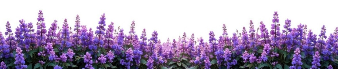 Obraz premium Dense purple bush flowers isolated on white background, landscape, still life