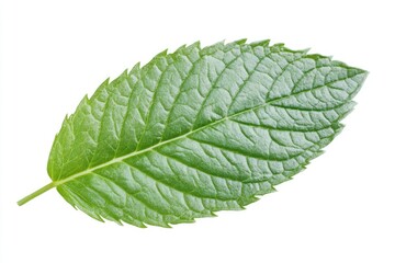 Obraz premium A peppermint leaf with serrated edges, isolated