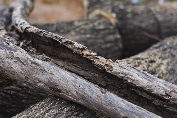 Several freshly cut logs are lying on the ground with sawdust around them.