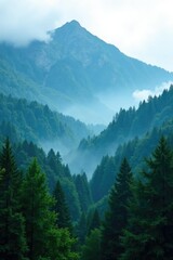 Obraz premium Mist surrounds the mountain forest with dense trees, nature, evergreen