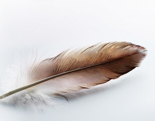 feather on a white background