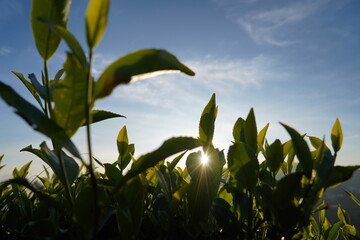 Tea plantation in Sri lanka