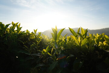 Tea plantation in Sri lanka