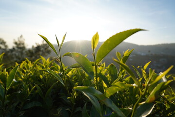 Tea plantation in Sri lanka