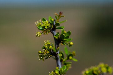 Plant in semi desertic environment, Calden forest, La Pampa Argentina