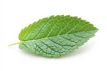 Obraz premium A peppermint leaf with serrated edges, isolated