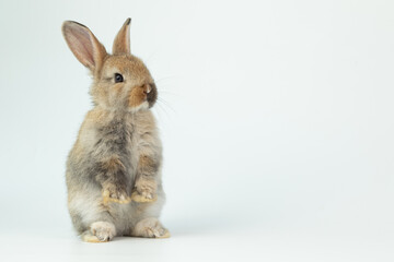A healthy lovely baby brown bunny easter rabbit stand up on two legs on white background. Cute fluffy rabbit on white background Lovely mammal with beautiful bright eyes in nature life.Animal concept.