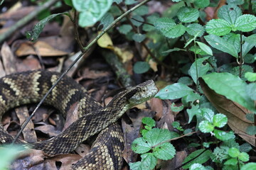 Bothrops jararaca on the ground