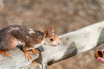 feeding squirrel in the park