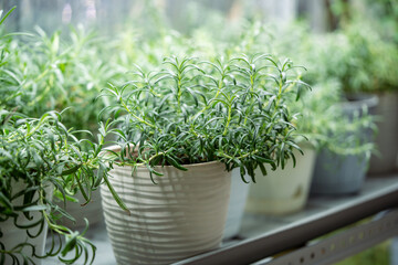 Branching rosemary plants in pots on shelves under phyto lighting in flower shop or mini greenhouse. Cultivating and selling plants, ecological and horticultural job, medicinal herb for home or market