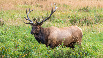 Hirsche in der Brunft im Rocky Mountain Nationalpark