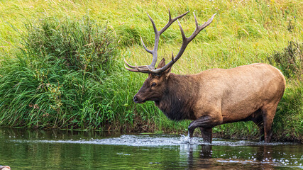 Hirsche in der Brunft im Rocky Mountain Nationalpark