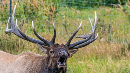 Hirsche in der Brunft im Rocky Mountain Nationalpark