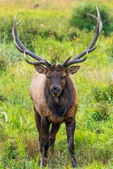 Hirsche in der Brunft im Rocky Mountain Nationalpark