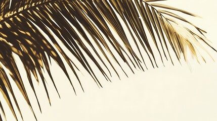 Obraz premium Palm Leaf with Shadows and Light on White Background