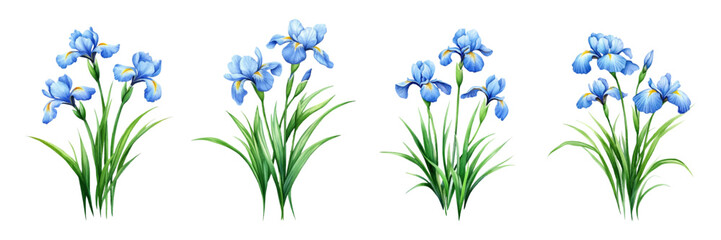 Watercolor set of blue iris flowers png. Blue iris flowers with green leaves. Spring and summer flowers concept. Elements for rustic, wedding designs and others. 