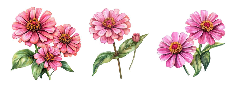 Watercolor set of zinnia flowers png. Pink zinnia flowers with green stem and leaves. Garden flowers watercolor. Watercolor vintage flowers for designs on transparent background. Vector illustration.