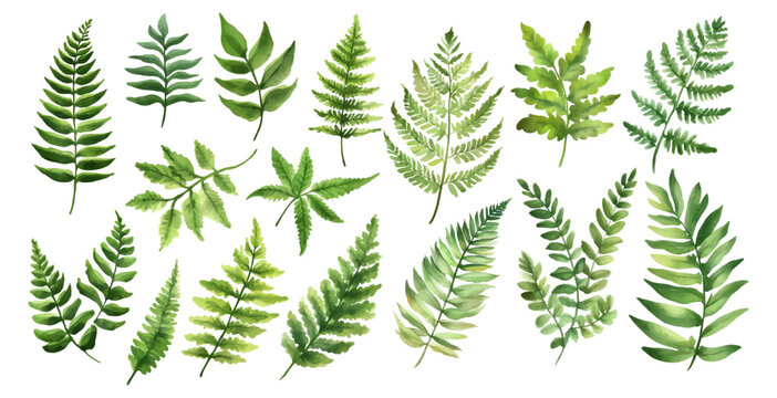 Watercolor set of green fern leaves png. Forest fern leaves. Fern leaves sketch. Forest plants colored hand drawn decorative design elements for invitations and greeting cards, herbal collection. 