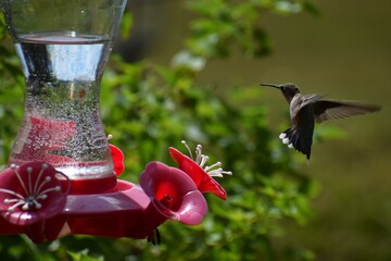 Hummingbird flying towards a bird feeder