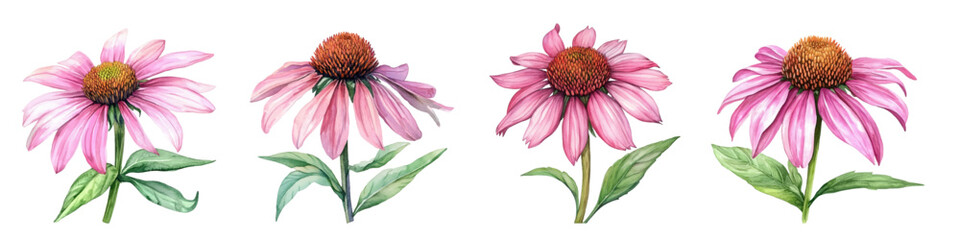 Watercolor set of pink echinacea flowers png. Echinacea vector drawing. Isolated flower and leaves. Detailed botanical sketch in watercolor. vector illustration.