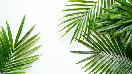Fototapeta premium Tropical palm leaves on white background