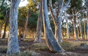 Beautiful trees at sunset in autumn. Golden light cascades through the trees - Table Mountain National Park. Cape Town, South Africa