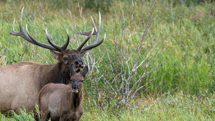 Hirsche in der Brunft im Rocky Mountain Nationalpark