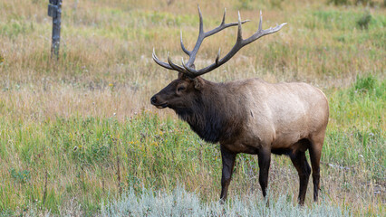 Hirsche in der Brunft im Rocky Mountain Nationalpark
