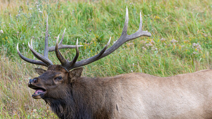 Hirsche in der Brunft im Rocky Mountain Nationalpark