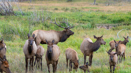 Hirsche in der Brunft im Rocky Mountain Nationalpark