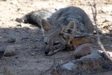 Zorro Chilla - Escucha sonidos
