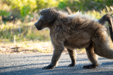 A Chacma Baboon troop foraging and playing at sunset near Cape Point Nature Reserve - Cape Town,...