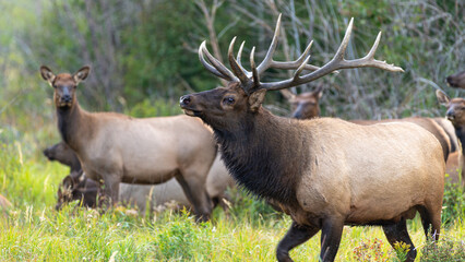 Hirsche in der Brunft im Rocky Mountain Nationalpark