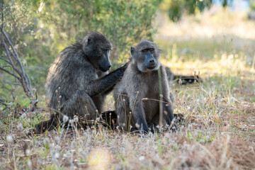 A Chacma Baboon troop foraging and playing at sunset near Cape Point Nature Reserve - Cape Town, South Africa