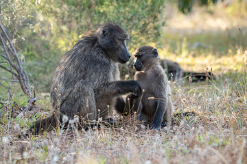 A Chacma Baboon troop foraging and playing at sunset near Cape Point Nature Reserve - Cape Town, South Africa