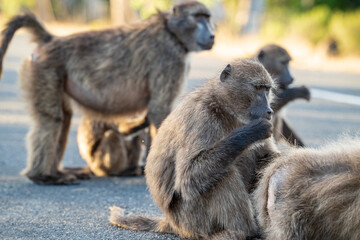 A Chacma Baboon troop foraging and playing at sunset near Cape Point Nature Reserve - Cape Town, South Africa