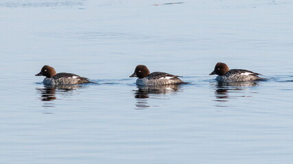 ducks in the water